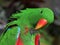 Close up of a green male eclectus parrot preening its feathers