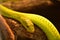 Close Up of a Green Mamba Snake on a Branch
