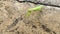 Close-up. green mantis on a concrete surface in daylight