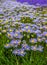 A close-up of the green meadow and lots of blue daisies, season of happiness and flowers