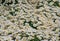 A close-up of the green meadow and lots of white daisies, season of happiness and flowers