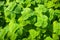 Close up of green mint plant in the garden on a sunny day. Organic spearmint herb is used for cooking as well as for tea