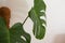 Close-up of green monstera deliciosa leafes, home interior, design, bright space