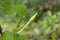 Close-up green moonflower vine ipomea alba