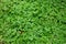 Close-up green moss for background texture beautiful in nature