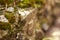 Close up of green moss among pebbles. Nature concept with copy space outdoor on daylight shot