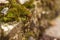 Close up of green moss among pebbles. Nature concept with copy space outdoor on daylight shot