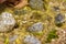 Close up of green moss among pebbles. Nature concept with copy space outdoor on daylight shot