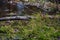 Close up of green moss on swampy woodland