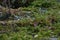 Close up of green moss on swampy woodland