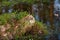 Close up of green moss on swampy woodland