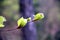 Close up of green new leaves of beech on the branch, in the woods