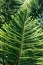 Close up Green Norfolk Island pine leaf