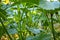 Close-up of green okra pods growing on the stalk in the garden.