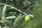 Close-up of a green olive on a branch. Olives used in the food industry