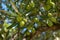 Close up of green olives on olive tree branch in spain on a sunny day, fresh fruits harvest