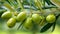 Close up of green olives on olive tree branch in spain on a sunny day, fresh olive fruits