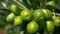 Close up of green olives on olive tree branch in spain on a sunny day, showcasing vibrant fruits