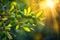 Close up of green olives on a spanish olive tree branch under the sun on a beautiful day