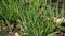 Close-up of green onions grown on the garden bed being plucked by a child`s hand. Growing vitamins in the country. Green onion sta