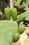 Close up of a green Opuntia Cactus
