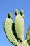 Close up of a green Opuntia Cactus on a blue sky