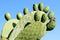 Close up of a green Opuntia Cactus on a blue sky