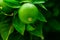 Close up green oranges growing ripening on tree branch in garden. Citrus fruits agriculture gardening concept. Nature greenery