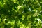 Close-up of  green Oriental beech Fagus orientalis leaves on tree branches against sunlight. Spring Arboretum Park