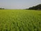 Close up of green paddy rice. Green ear of rice in paddy rice field under sunrise, Blur Paddy rice field in the, green rice field.