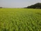 Close up of green paddy rice. Green ear of rice in paddy rice field under sunrise, Blur Paddy rice field in the, green rice field.