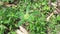 Close up green painted spurge Euphorbia heterophylla, fireplant, painted euphorbia,Japanese poinsettia, desert poinsettia, painte