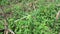 Close up green painted spurge Euphorbia heterophylla, fireplant, painted euphorbia,Japanese poinsettia, desert poinsettia, painte