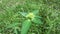 Close up green painted spurge euphorbia heterophylla, fireplant, painted euphorbia,japanese poinsettia, desert poinsettia, painte