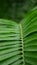 Close up green palm beautiful wallpaper