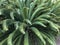 Close up green palm cycad leaves in a park