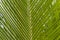 Close up of green palm leaf with filigree contours