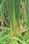 Close up of green Papyrus.