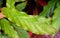 Close up of Green Pattern Leaves of Billbergia - Abstract Natural Texture Environment Background