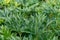 Close up of green peony leaves. Background texture