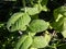 Close-up of green peppermint plant (Mentha x piperita) leaves growing and flowering with purple flowers in the garden