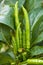 Close-up of green peppers grown in the farm