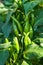 Close-up of green peppers grown in the farm