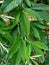 Close up green pigeon pea also called Gude, kacang gude, kacang kayo,, kacang bali, Cajanus cajan, red gram, tur, pwa kongo, gung