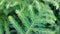 Close up of green pine xmas leaf