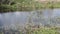 Close-up of green plants growing in front of the river, small waves on the surface of the water and a gusty wind moves the plants