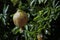 Close-Up Of Green Pomegranate Plant Growing On Tree with Rain Drop