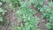 Close-up of green potato plants at home small