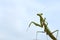 Close up of green praying mantis with a blue background