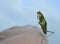 Close up of green praying mantis cleaning it`s face with a blue background